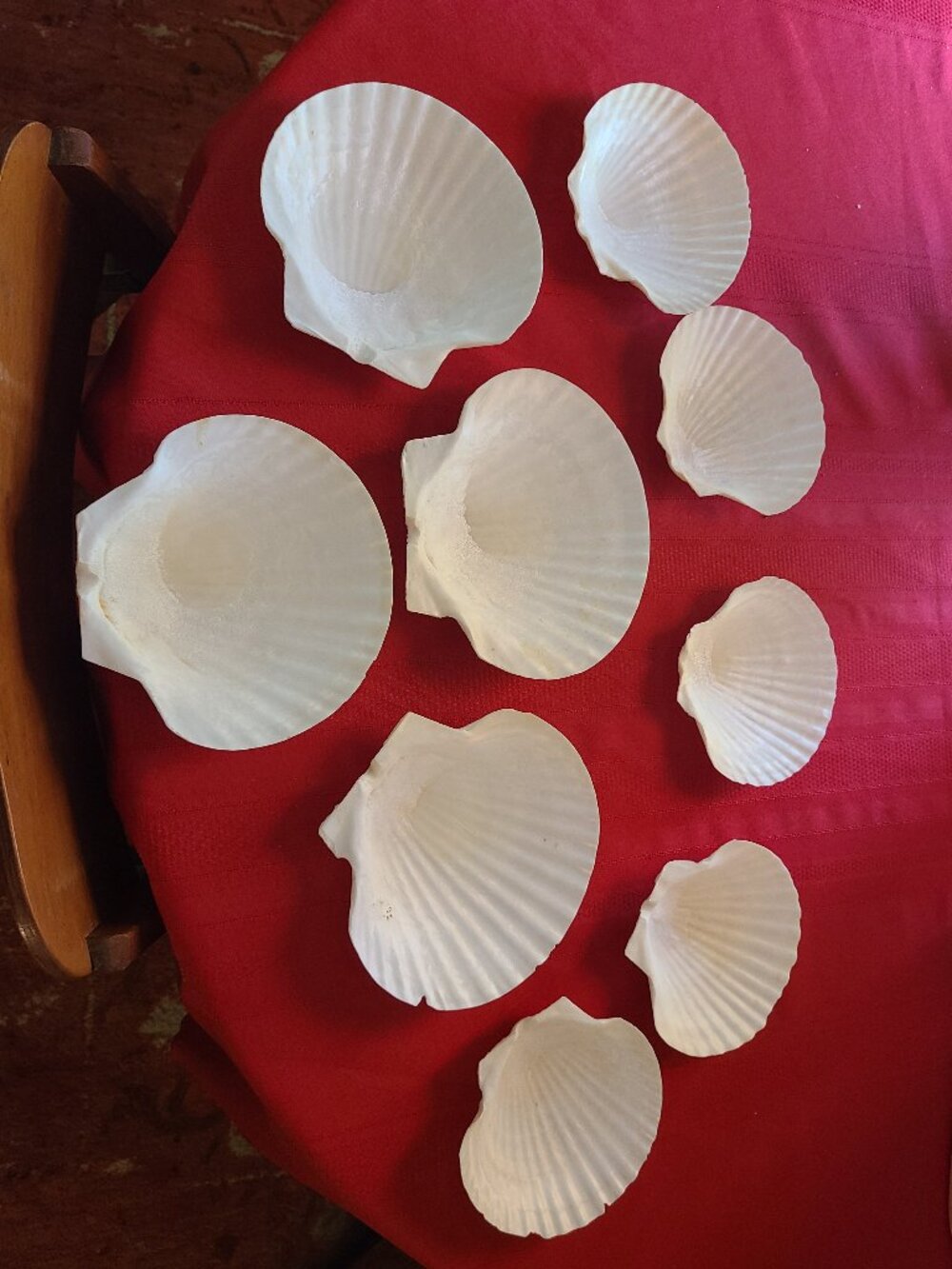 9 Natural Clam Shell Halves Appetizer Plates Servers 4 Large 5 Small